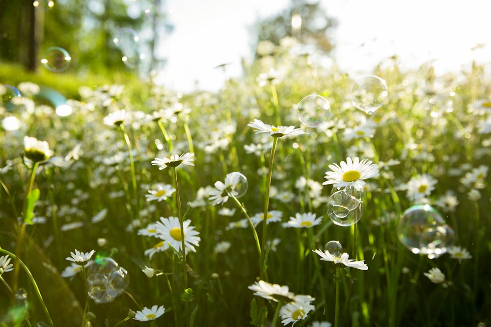 En äng med blommor